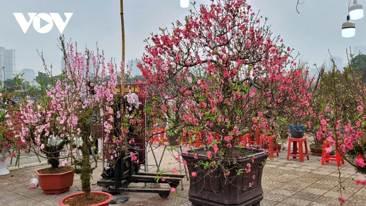 桃の花、ベトナム北部の春を象徴する花（写真：Hữu Hưng/VOV1）