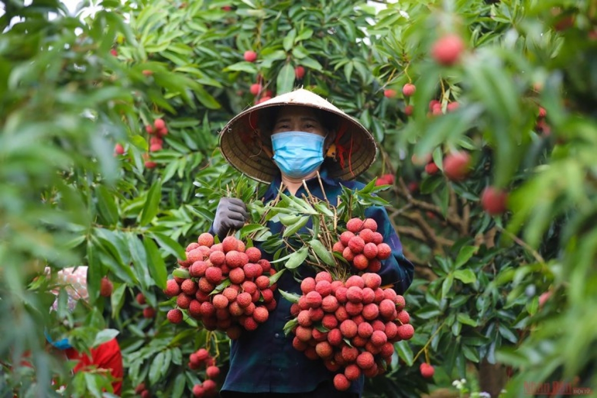 Vietnamese lychees are exported to many countries, with the major markets being China, Japan, Australia, the US, France, the UK, South Korea, and several countries in the Middle East and Southeast Asia. (Photo: baochinhphu.vn)