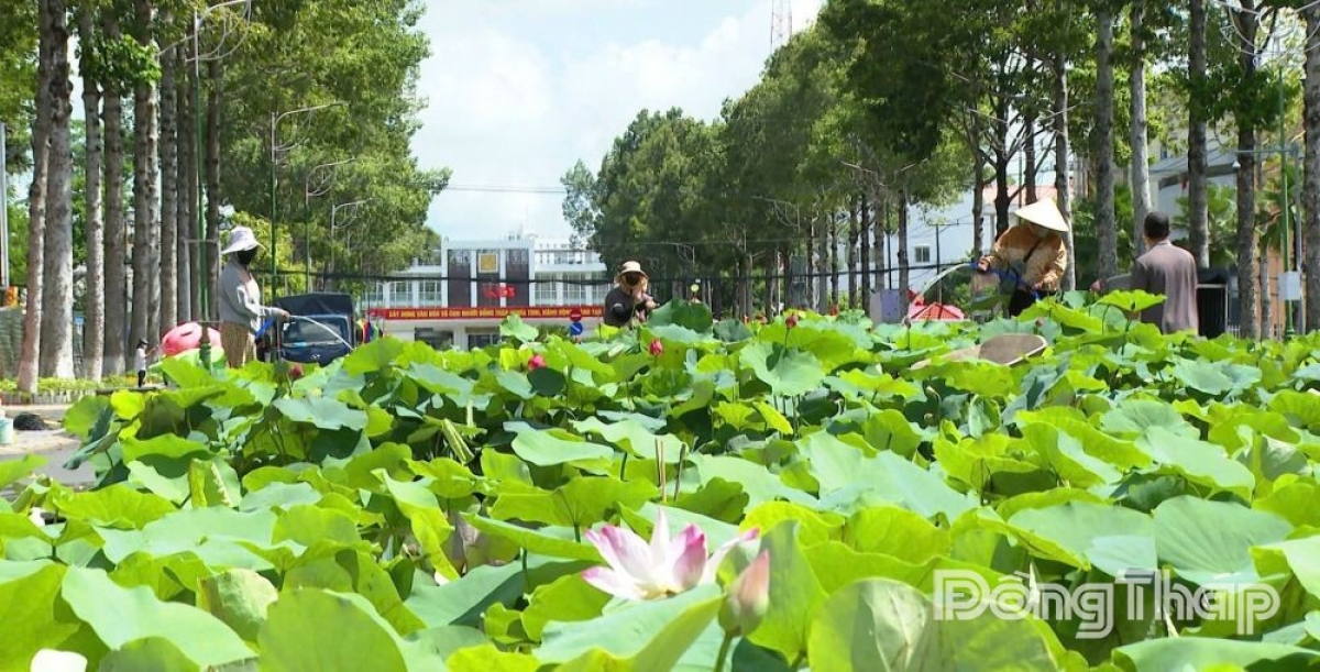 The "Lotus Path" space is set up on Ly Thuong Kiet Street. (Photo: baodongthap.vn)