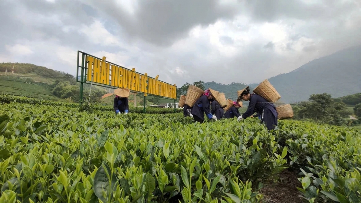 2026年国际茶文化节有望成为向世界<br>
有效推广太原茶品牌的盛会。