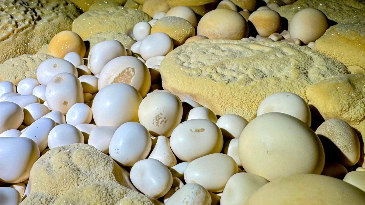 De magnifiques “perles de grotte” aux formes étranges et fascinantes à l’intérieur de la grotte de Thang. Photo: Jungle Boss