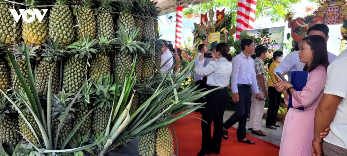 Trái dứa của tỉnh Đồng Tháp có diện tích sản lượng lớn nhất khu vực Nam Bộ.