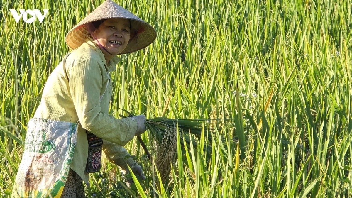 ປ້າ ປ່າບົນນາ, ຊາວເຜົ່າ ຜູ້ໄທ ຢູ່ບ້ານ ດົນ, ແບ່ງປັນວ່າ ລະດູການນີ້ໄດ້ຮັບຜົນດີ ສະນັ້ນ ພໍ່ແມ່ປະຊາຊົນຜູ້ໃດກໍ່ມີຄວາມປິຕິຊົມຊື່ນ.