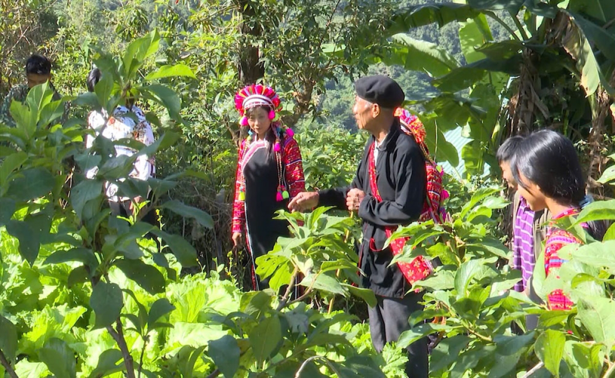 Village chief Ly Xa Pu guides local people how to grow cinnamon and purple cardamom under the forest canopy. (Photo: Khac Kien/VOV correspondent in the Northwestern region)