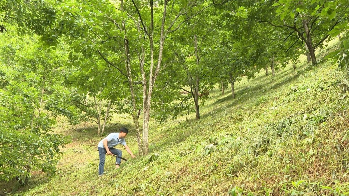 Vi Hoang Son junto a su plantación de caqui sin semillas. Foto: Thuy Kieu/VOV