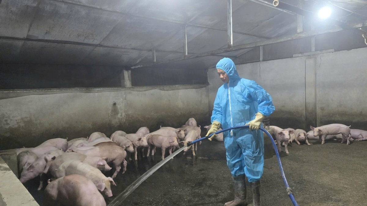 Vi Hoang Son’s pig farming model (Thuy Kieu/VOV Bureau in the northeastern region)