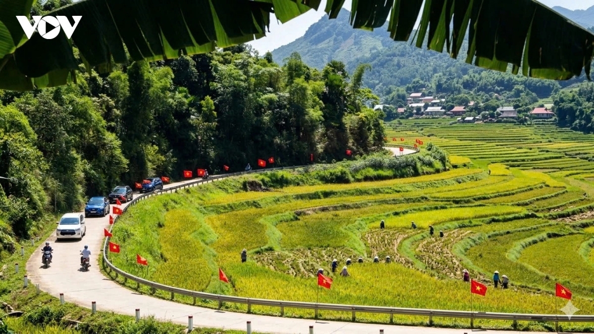 The golden rice fields of the Pu Luong Nature Reserve during harvest season blanket the valleys, creating a peaceful scene amidst the vast forests of Thanh Hoa province.