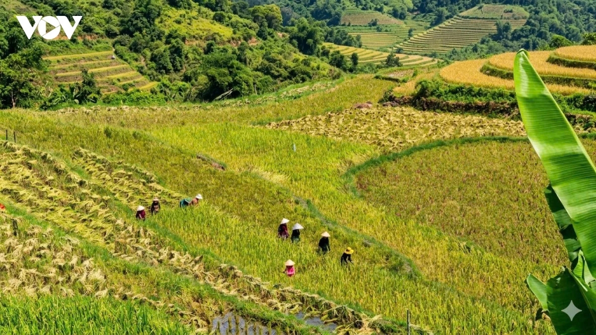Người dân bản địa tất bật gặt lúa giữa mùa vàng rực rỡ, tạo nên nhịp sống lao động giản dị nhưng đầy sức sống nơi vùng cao.