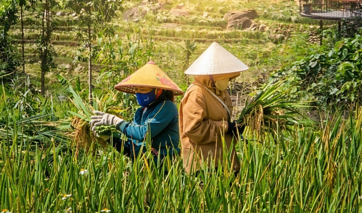 Những bông lúa trĩu cành, hạt căng mọng được bà con.