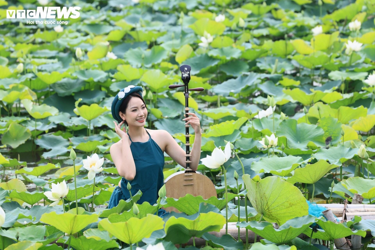 Trên mặt nước rộng lớn, những bông sen trắng vươn cao nổi bật giữa nền lá xanh, tạo nên không gian thanh bình, thu hút nhiều người tìm đến tham quan và chụp ảnh.