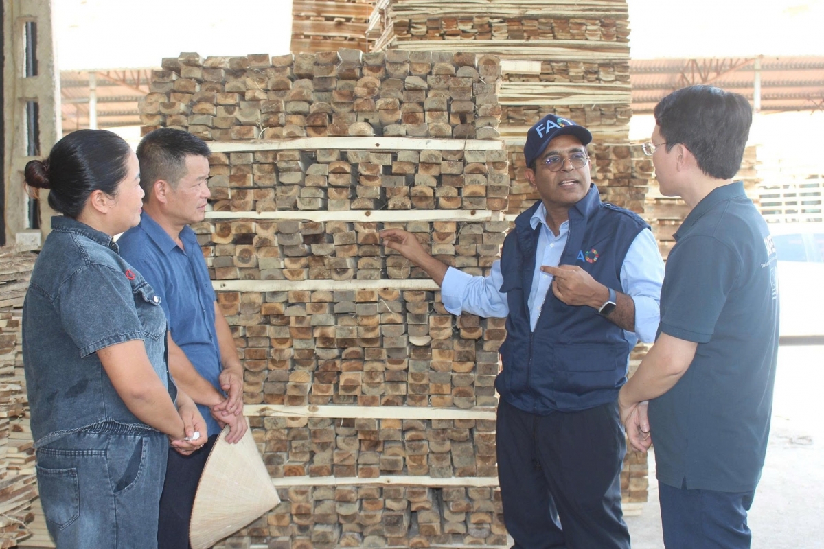 Ông Vinod Ahuja thăm quan mô hình trồng rừng xen cây rừng trong vườn canh tác của HTX Bình Minh (Bắc Ninh)