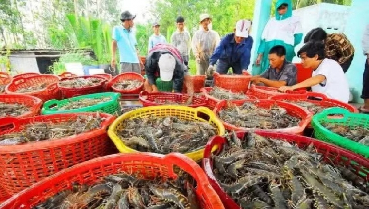 Экспорт  вьетнамских морепродуктов в первой половине вырос на 12,8% по сравнению с аналогичным периодом прошлого года. Фото: VASEP