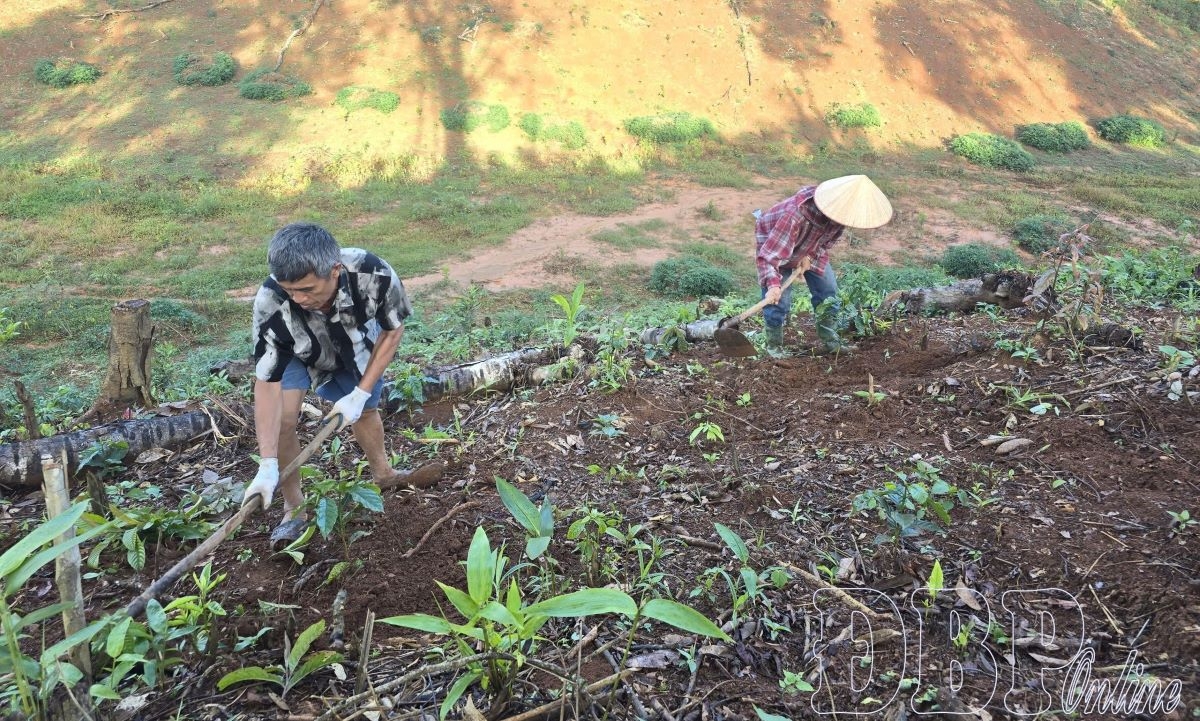 住民が焼畑での栽培作物からコーヒー栽培へ転換<br>
写真：baodienbienphu.vn