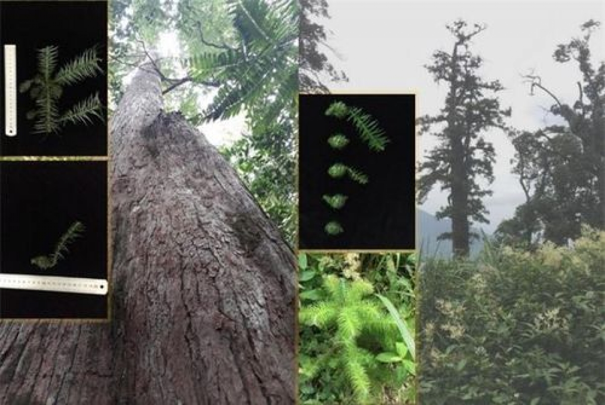 Der höchste und größte Baum Vietnams derzeit ist eine Spießtanne im Pu-Mat-Nationalpark in der Provinz Nghe An. (Foto: doanhnghiepviet.vn)