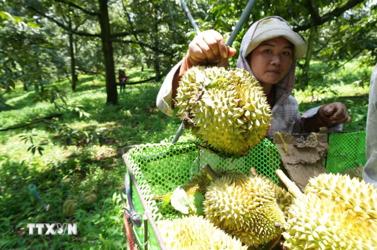 Durian. Foto: VNA