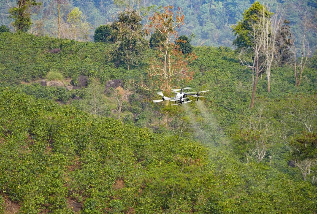 Eine von FPT und Truong-Thinh-Drone getestete Drohne (UAV) versprüht Pestizide auf Kaffeepflanzen im Gebiet des Ang-Cang-Sees in der Gemeinde Muong Ang in der Provinz Dien Bien. (Foto: Xuan Tu/VNA)