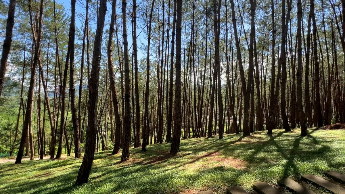 タンウイエン松林（写真：Thế Hùng/VOV5）