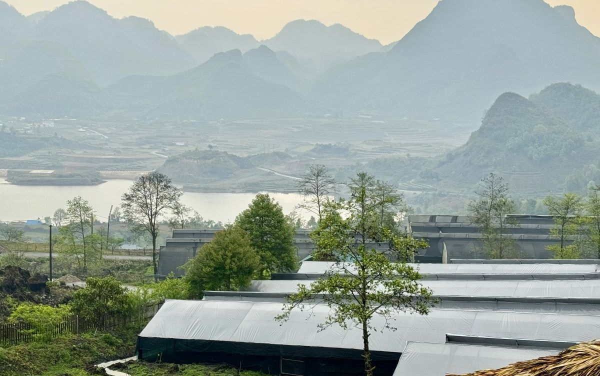 温室里，一排排郁郁葱葱的莱州人参沿着山坡绵延