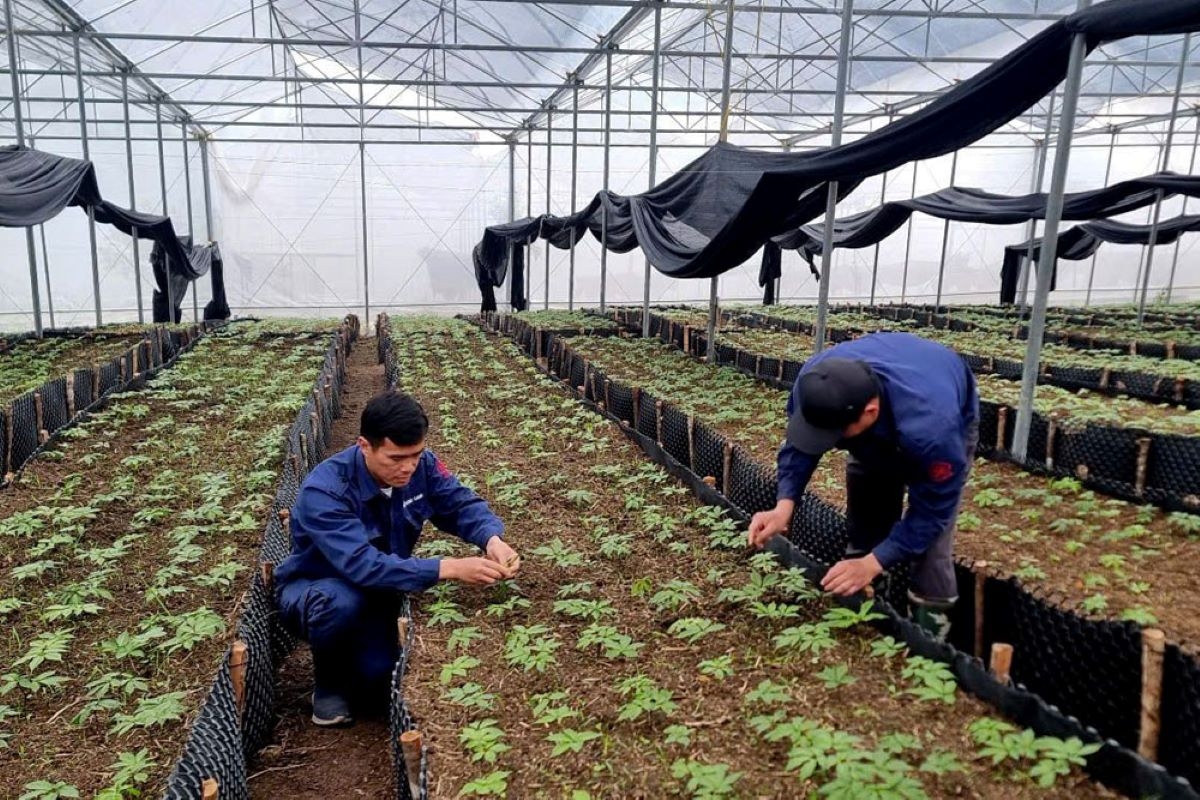 人参园为当地居民提供就业机会和稳定的收入