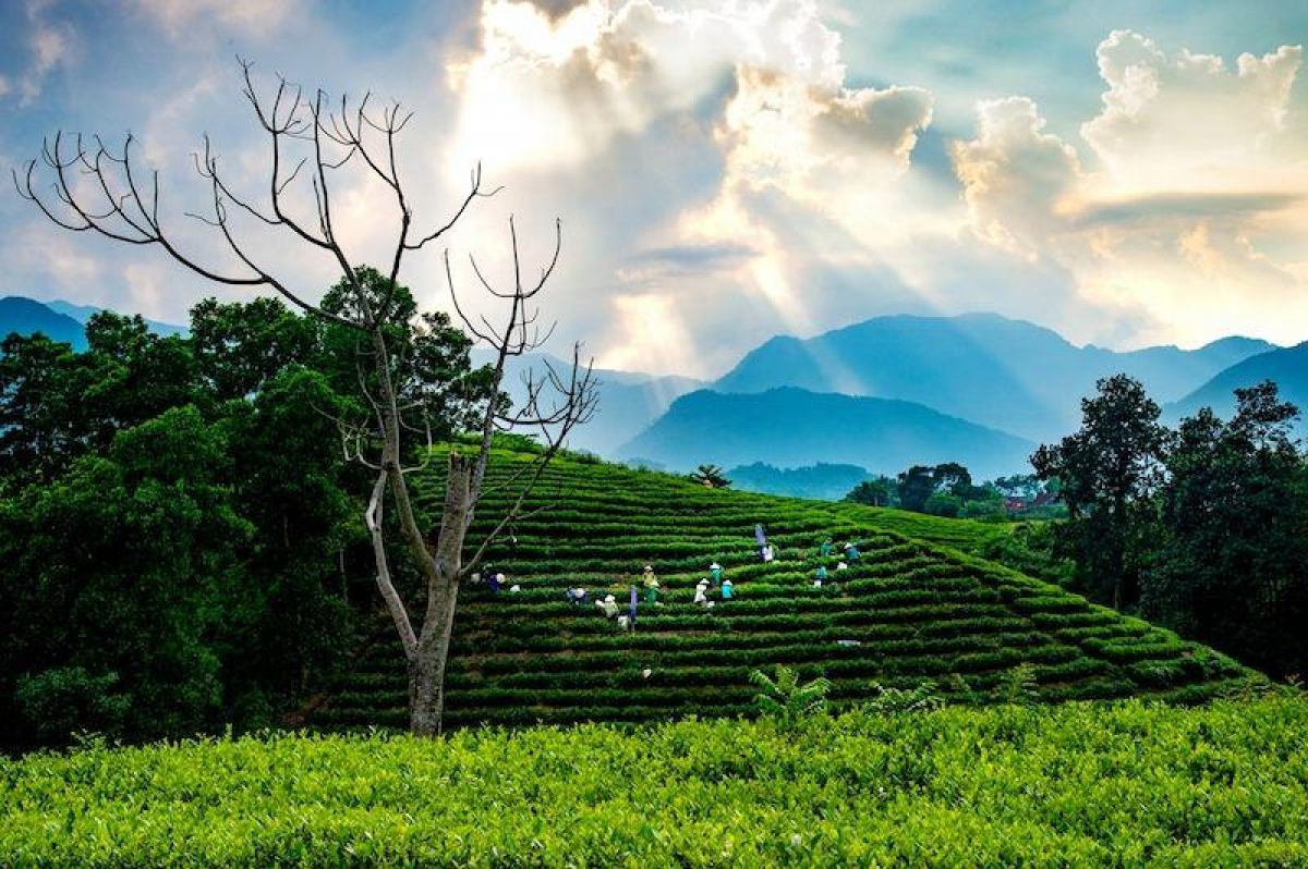Ein Teehügel in Tan Cuong in der Provinz Thai Nguyen. (Foto: travietthai.vn)