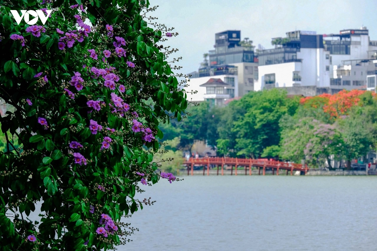 The violet crape myrtle and the red flamboyant are iconic flowers of summer. (Photo: VOV)