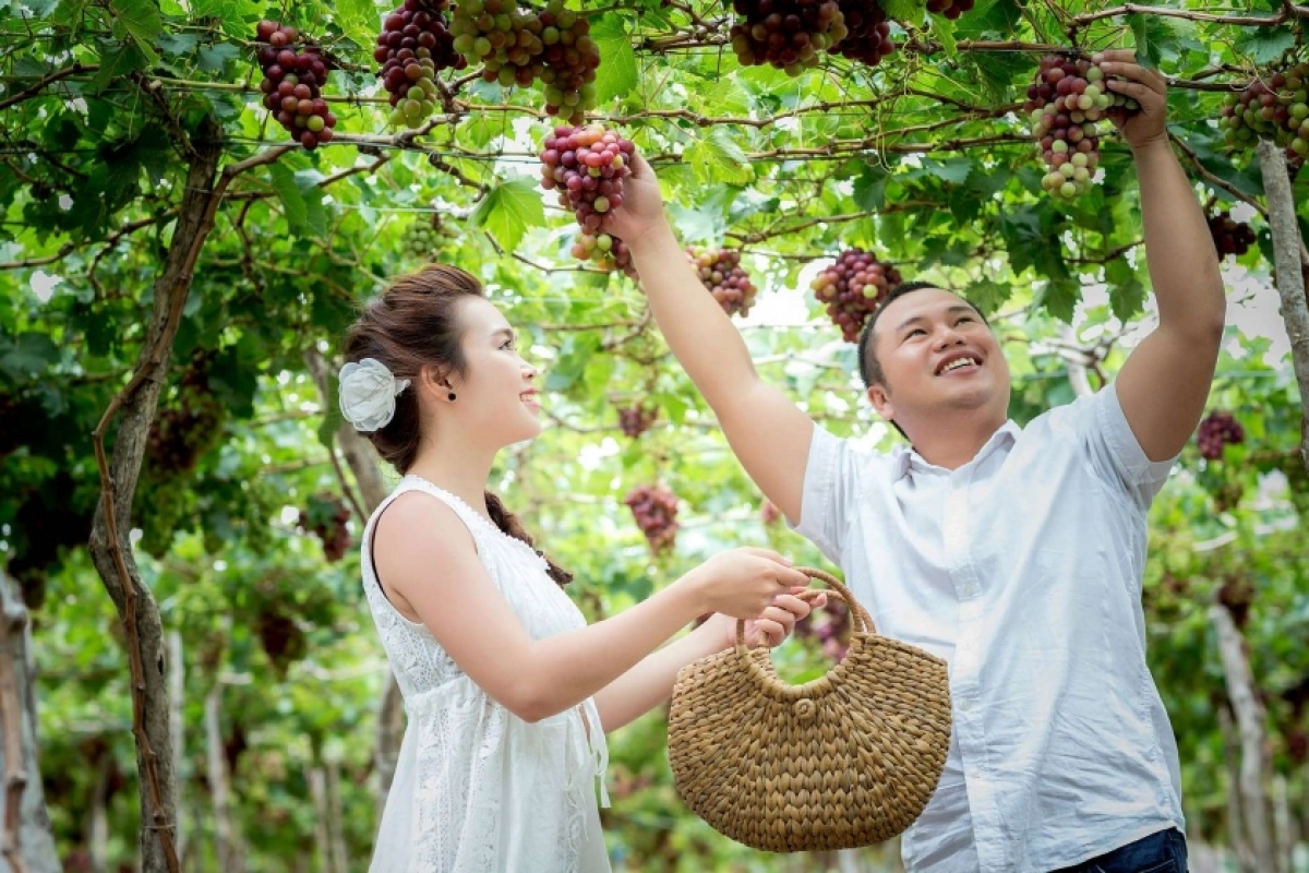 Tour memetik dan mencicipi buah anggur (Foto: internet)