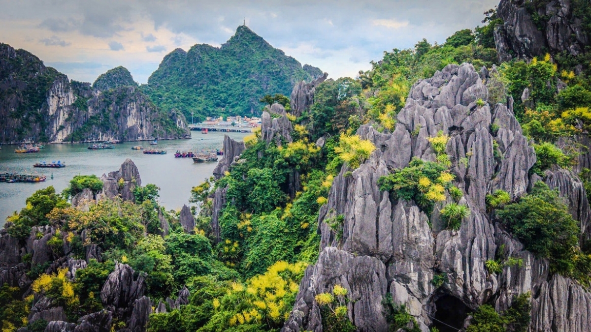 Quelques jours après le passage de la tempête Maysak, on a pu voir un spectacle inattendu: les dracaenas de montagne ont fleuri presque simultanément sur les îlots rocheux de la baie d'Ha Long.