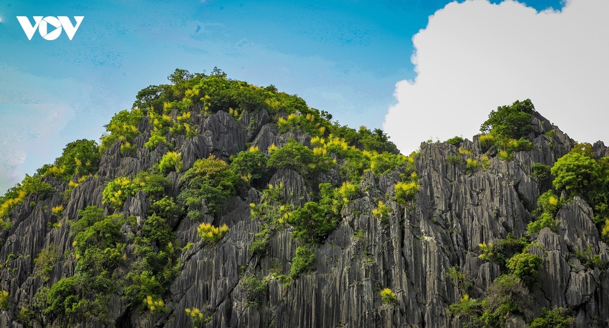 À Ha Long, l'été 2026 restera celui de la renaissance. Les fleurs du dracaena offrent bien plus qu'un spectacle naturel: elles incarnent la résilience d'une baie inscrite au patrimoine mondial et l'espoir d'un avenir préservé.