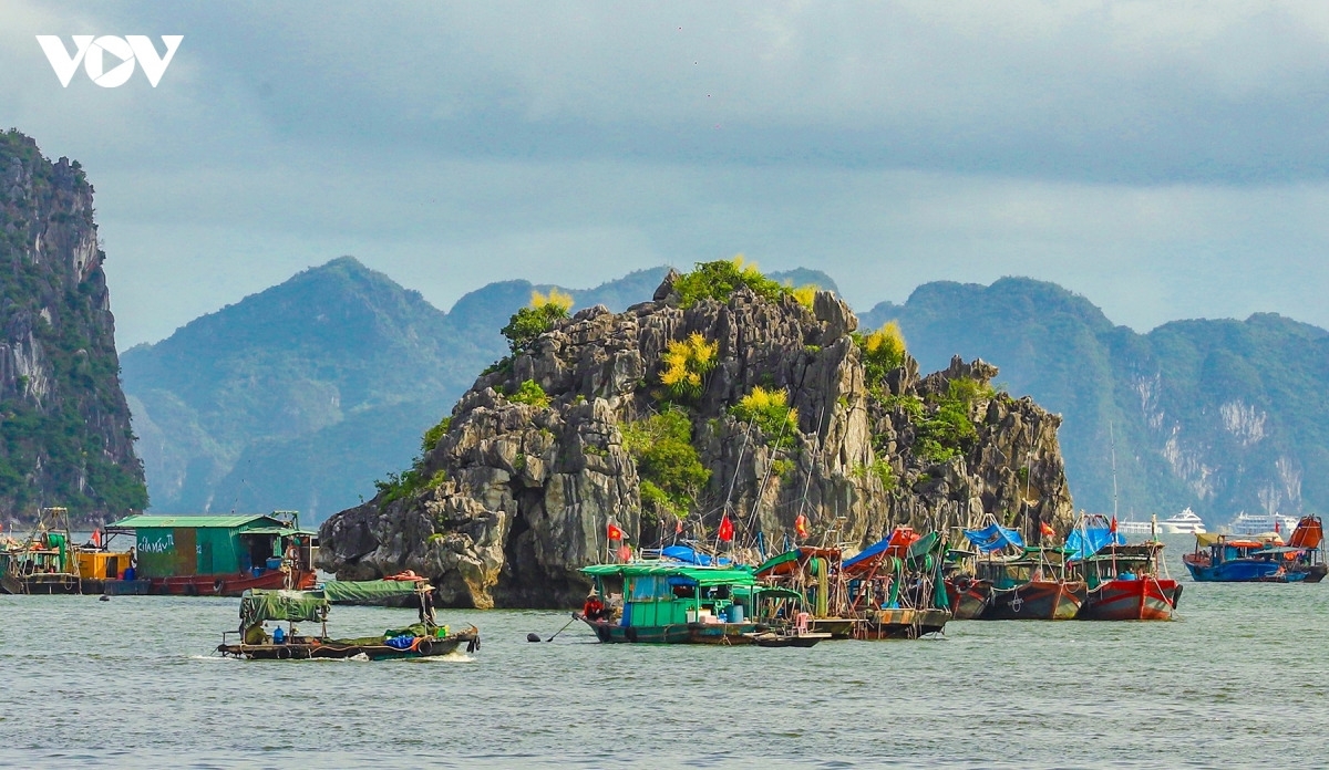 Jaune tendre des fleurs, vert profond du feuillage, gris des falaises calcaires, bleu du ciel et de la mer... L'ensemble compose un paysage d'une rare harmonie, ponctué par les silhouettes des bateaux glissant entre les îlots.​​​​​​