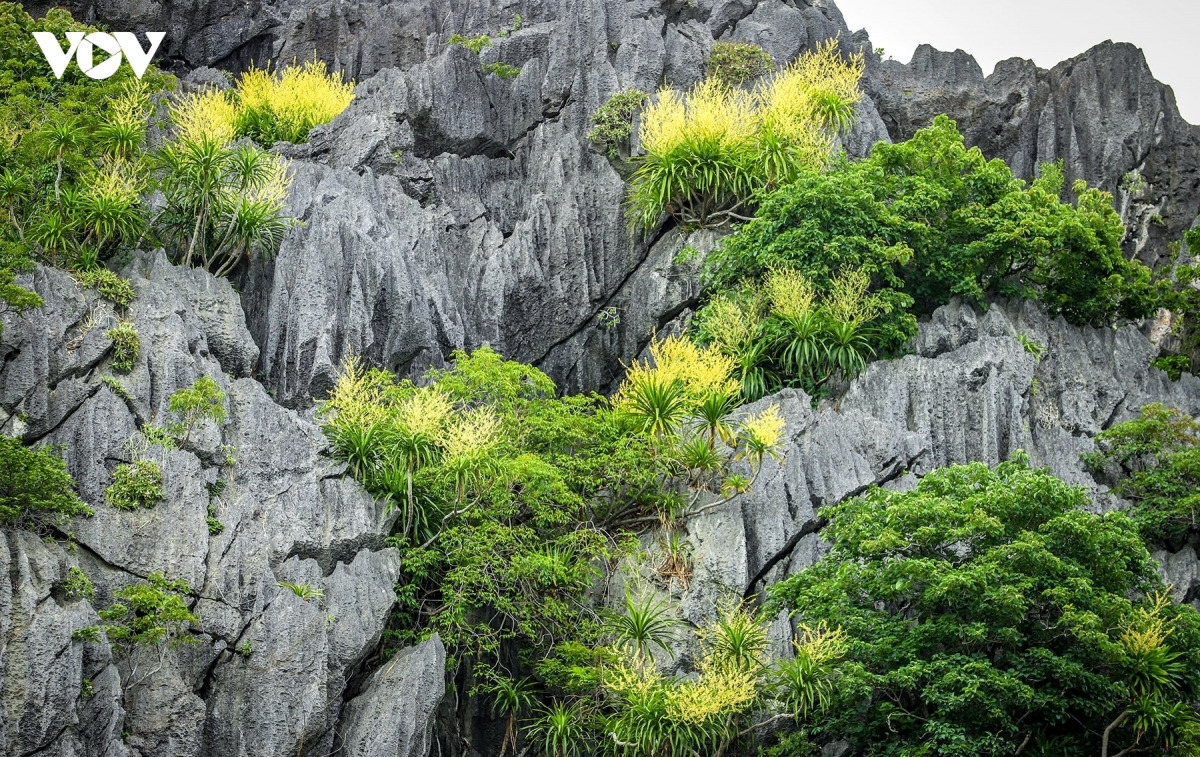 Sans être une espèce endémique, le dracaena de montagne est l'arbre le plus caractéristique de la baie d'Ha Long. Le Vietnam en recense une vingtaine d'espèces, mais aucune n'est aussi intimement liée à ce paysage classé au patrimoine mondial.