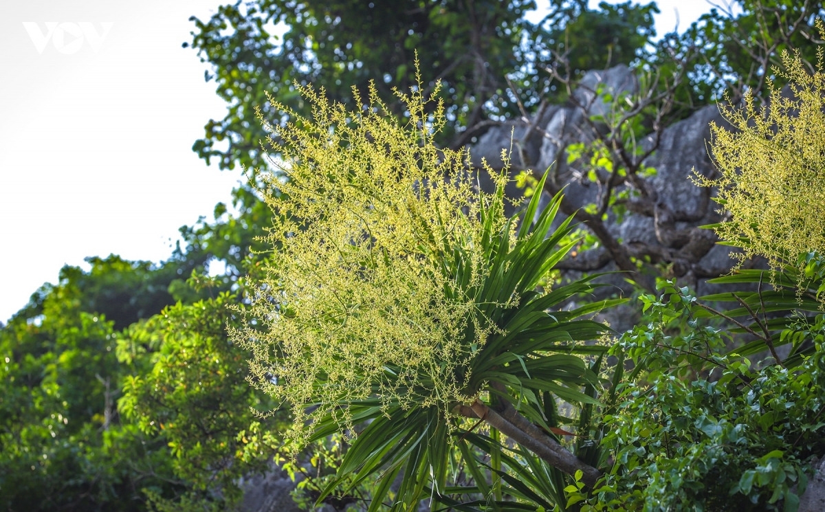 Le dracaena pousse sur la quasi-totalité des pitons rocheux. Son tronc élancé et souple s'accroche aux parois les plus abruptes, tandis que ses longues grappes de fleurs jaune pâle illuminent la pierre grise.