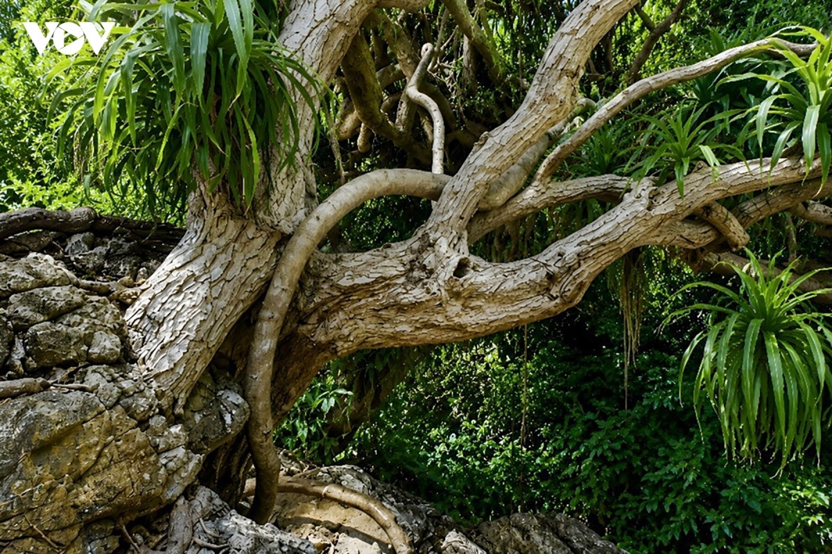 Un dracaena centenaire veille sur la baie. Malgré le manque de terre, d'eau douce et les assauts répétés des tempêtes, il continue de grandir, symbole silencieux de la force du vivant.