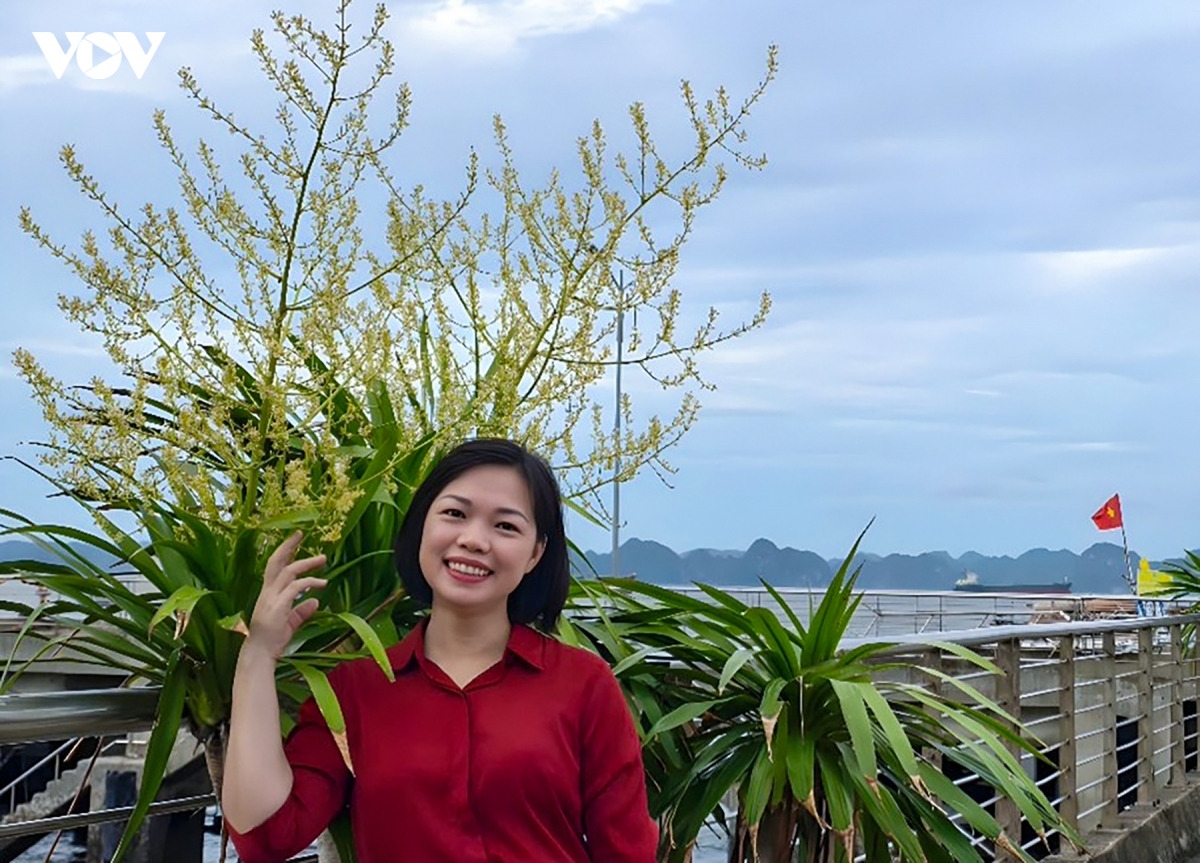 «En plus de vingt ans passés sur la baie, je n'avais jamais vu une floraison d'une telle ampleur », raconte Dào Thi Thuy, guide au Comité de gestion du patrimoine mondial de la baie d'Ha Long - Yên Tu. Selon elle, les visiteurs découvrent cette année des falaises entières couvertes de milliers de grappes dorées, comme si la baie s'était offerte un nouvel habit.