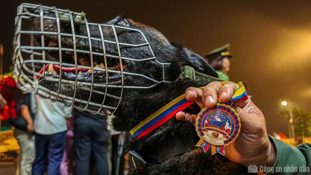 Max, chú chó nghiệp vụ với tấm Huân chương ghi nhận quá trình làm nhiệm vụ tại Venezuela.
