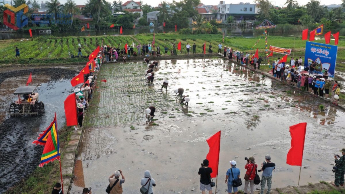 Rộn ràng hội thi cấy trên khoảng ruộng trước cửa đình Cốc. Ảnh: Báo Quảng Ninh