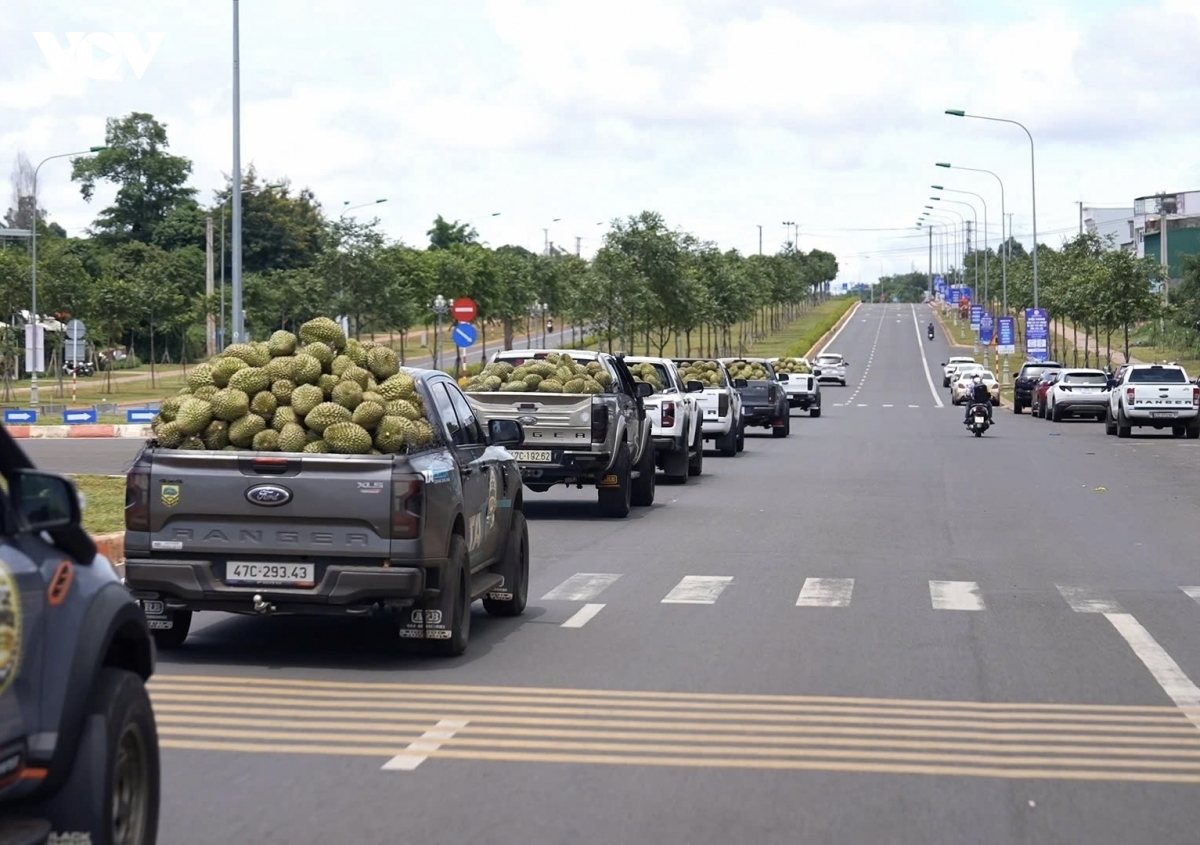 Dak Lak province will load durians on around 500 pickup trucks to compete for Guinness World Record title of the world's largest parade of pickup trucks carrying durian, as part of its first-ever Durian Festival. (Photo: VOV)