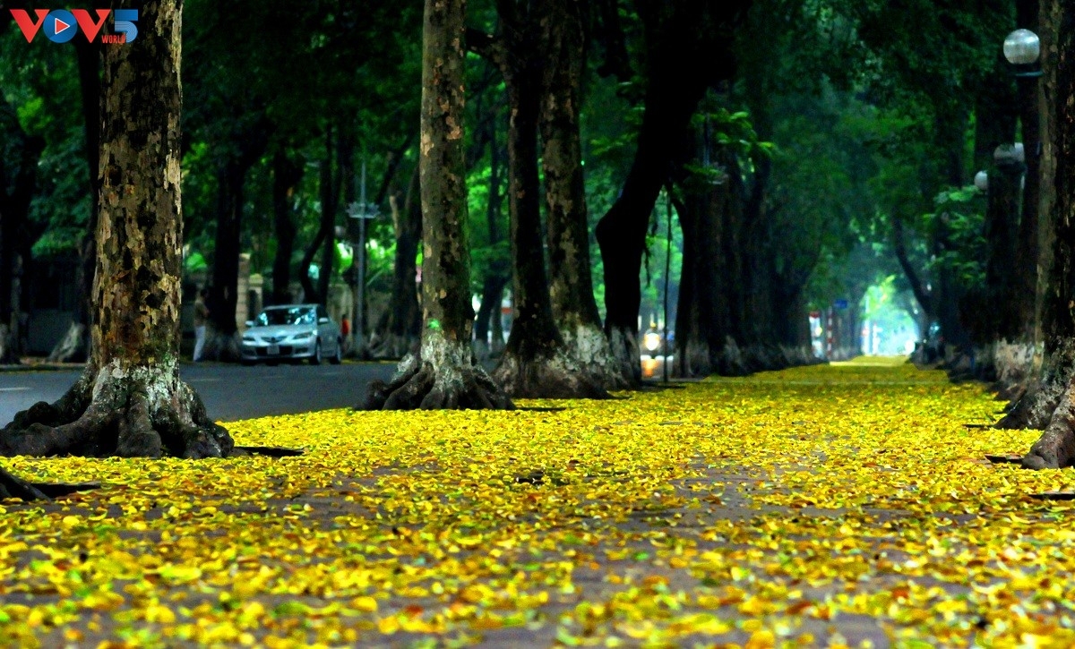 Les feuilles mortes, rue Phan Dinh Phùng, à Hanoi