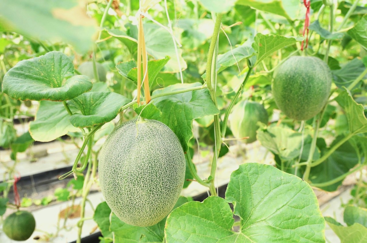 Model penanaman melon di rumah jaring paranet di Dusun Thanh Minh, Kecamatan Tien Dien, Provinsi Ha Tinh tengah mengembangkan efisiensi (Foto: Kim Lieu/VOV5)