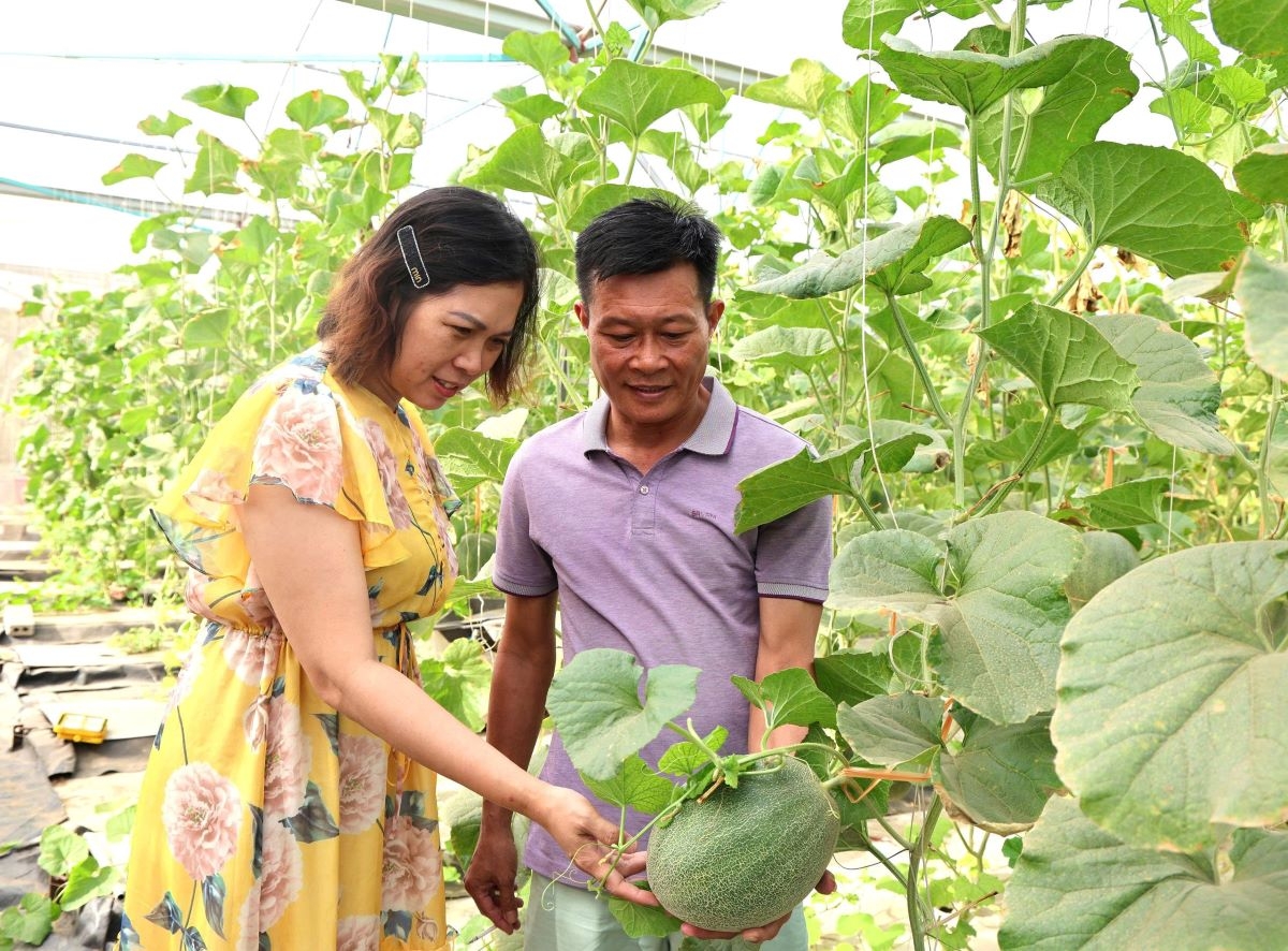 Pengunjung datang untuk berkunjung dan membeli melon (Foto: Kim Lieu/VOV5)