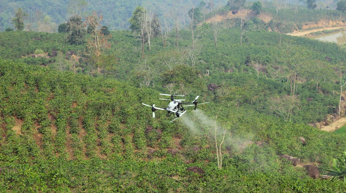Un UAV rocía pesticidas en cafetales en la comuna de Muong Ang, provincia de Dien Bien. Foto:  Vu Loi/VOV