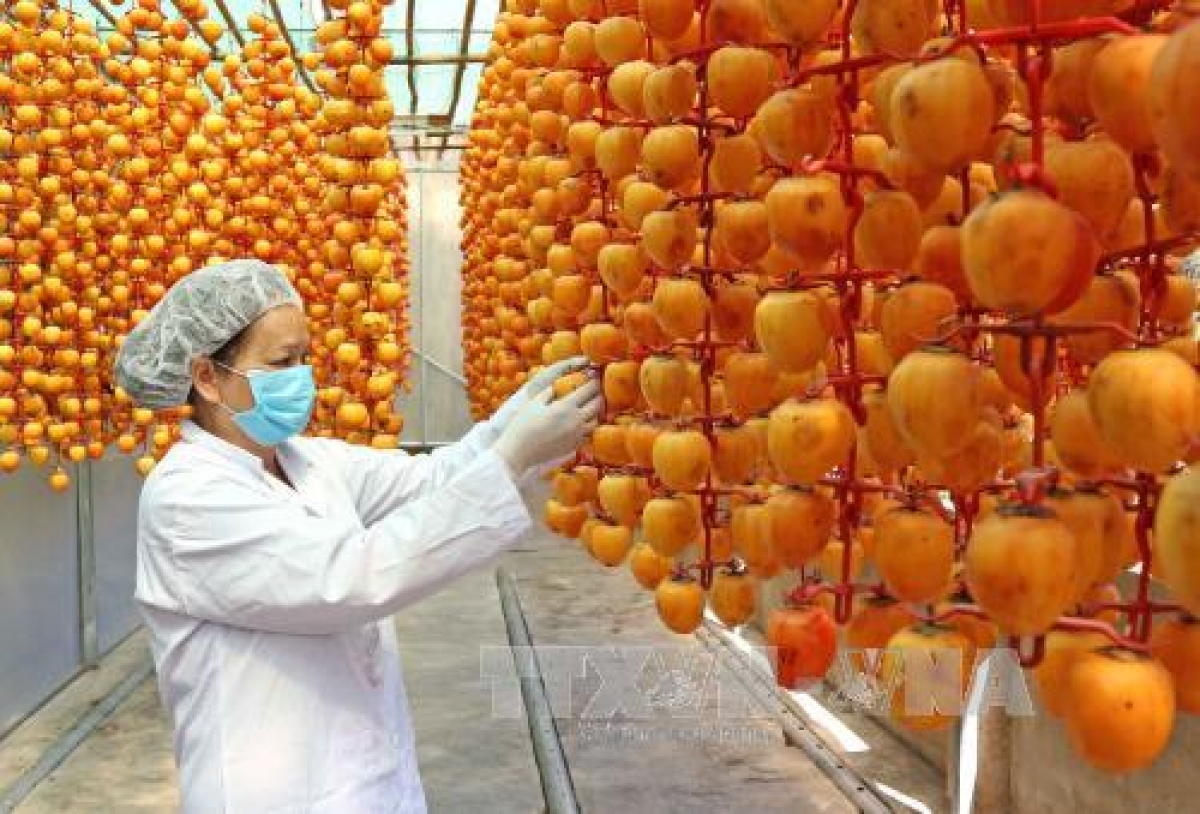 Kesemek kering Da Lat - oleh-oleh favorit (Foto: VNA)