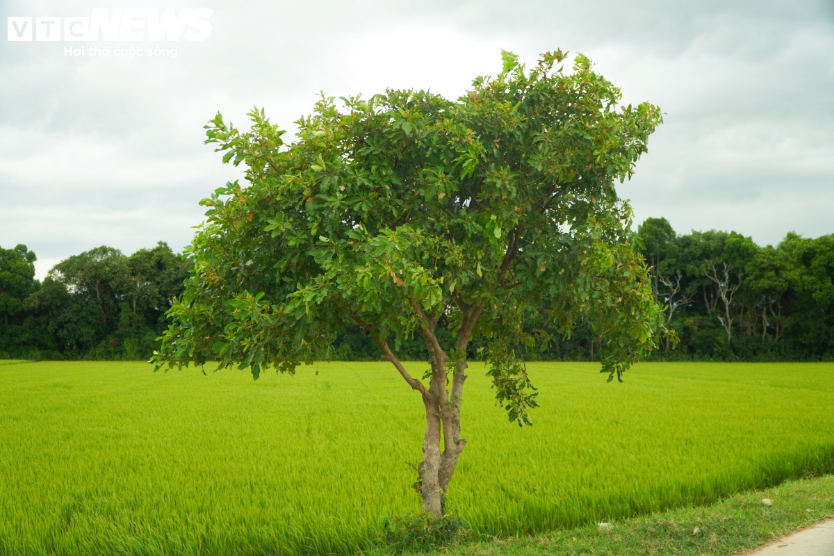 Không chỉ bảo vệ, dân làng Siêu Quần cũng luôn ý thức trong việc chăm chút các cây lộc vừng con để sẵn sàng thay thế những cây lộc vừng già cỗi rồi chết đi.