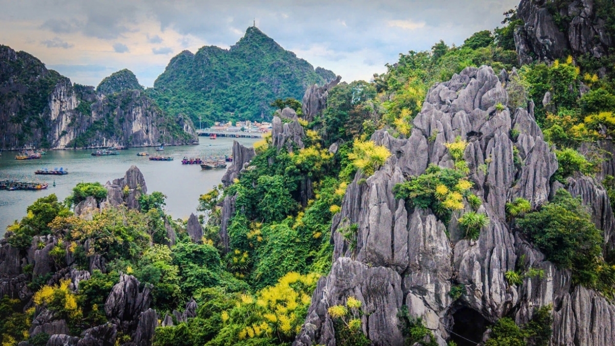Apenas unos días después del paso de la tormenta Maysak, la bahía de Ha Long fue escenario de un espectáculo insólito: las drácenas de montaña comenzaron a florecer casi al unísono sobre sus escarpados islotes rocosos.