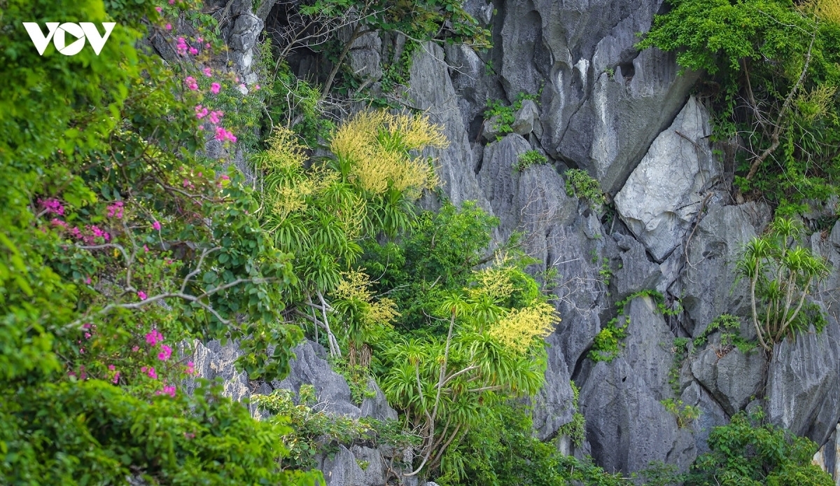 La drácena de montaña, sin embargo, ha vuelto a ocupar su lugar, firmemente arraigada en la roca. Su espectacular floración constituye un testimonio de la extraordinaria capacidad de regeneración de este ecosistema único.