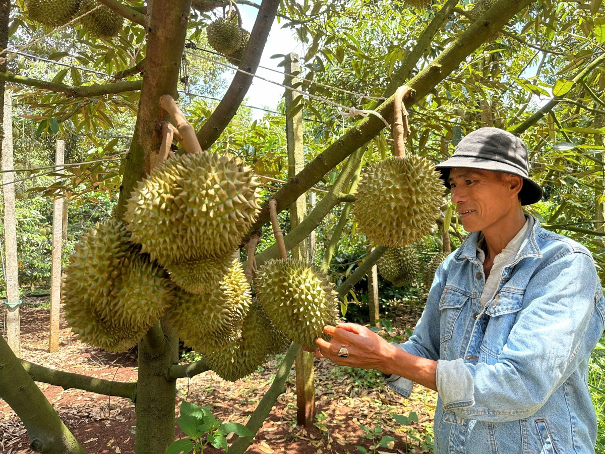 Dự kiến sẽ có hoạt động tham quan mô hình sản xuất nông nghiệp và trải nghiệm vườn sầu riêng trong khuôn khổ lễ hội phục vụ du khách. Nguồn ảnh: daklak.gov.vn