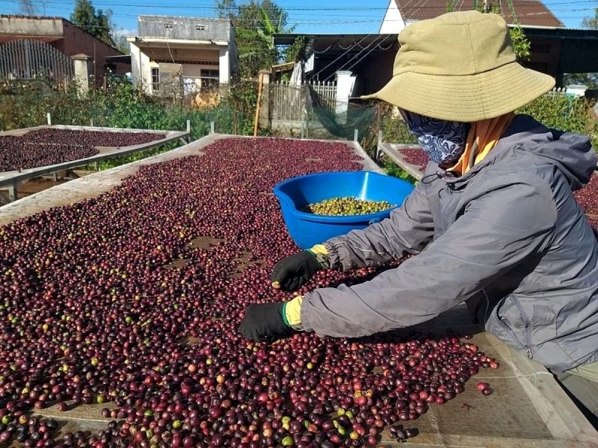 Se prevé que las exportaciones de café de Vietnam crezcan con fuerza en los últimos meses de 2026. Foto: Chinhphu.vn