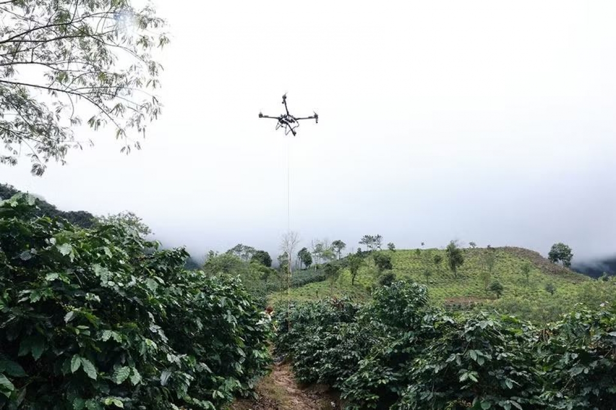 El café se empaqueta cuidadosamente antes de ser trasladado desde las plantaciones hasta el punto de acopio y compra en la comuna de Muong Ang, provincia de Dien Bien. Foto: VietnamPost