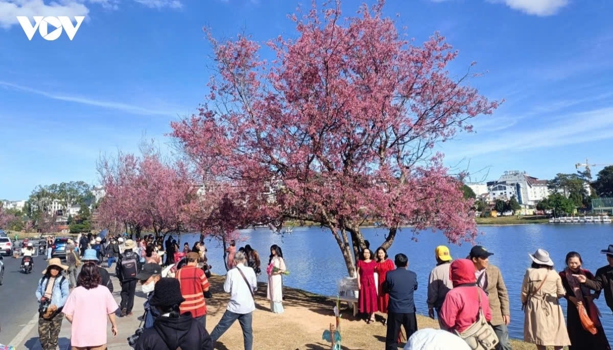 Besucher am Xuan-Huong-See in Da Lat während der Zeit der Kirsch-Aprikosen-Blüten 2026.
