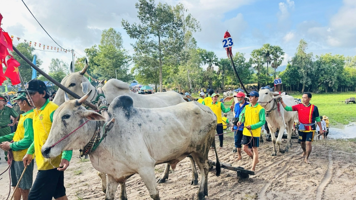 Cow racing of Ro Pagoda is a traditional cultural and sporting event of the Khmer people. (Photo: Pham Hai/VOV-Mekong Delta)