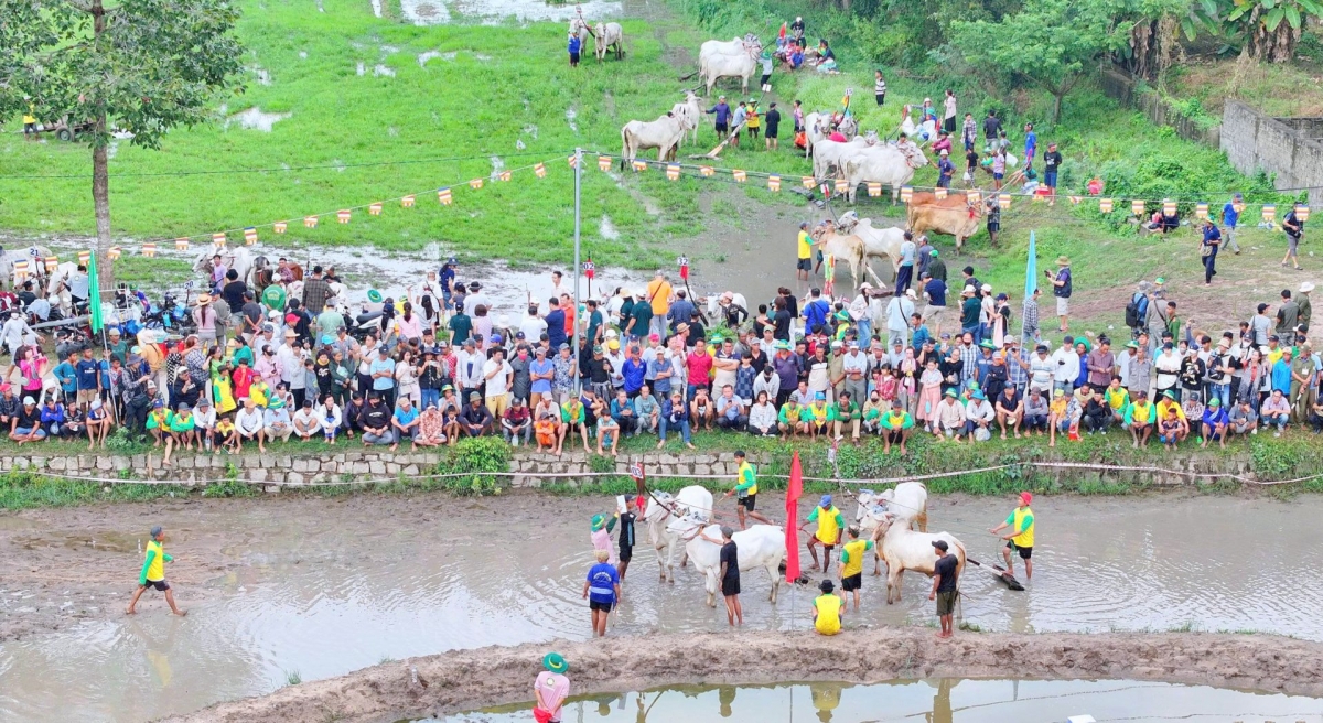 Bay Nui’s cow racing festival attracts large crowds of spectators. (Photo: Pham Hai/VOV-Mekong Delta)